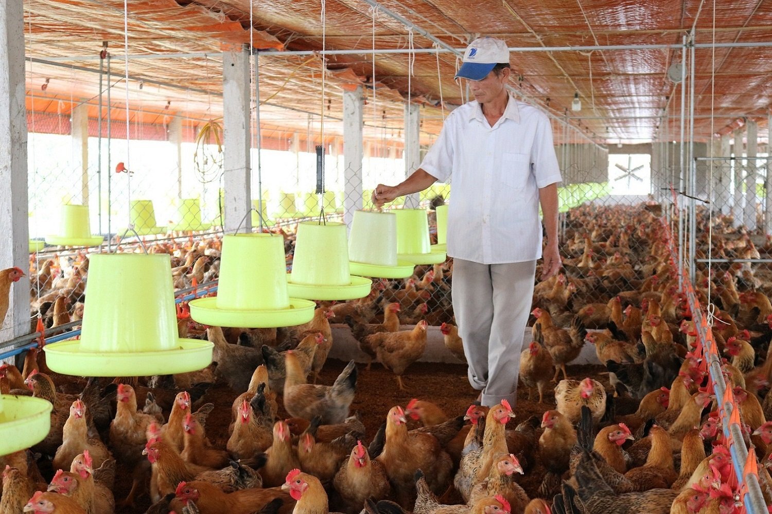 Ngành chăn nuôi hướng tới chuẩn quốc tế trong quản lý và phòng dịch